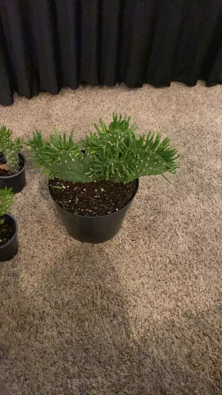 plant/Crested Euphorbia Eve’s Needle-0