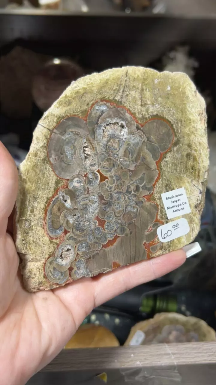 plant/Mushroom Jasper Slab-0