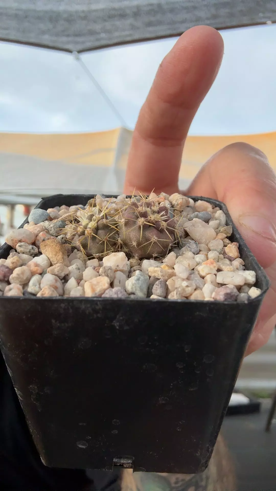 plant/2 plants 1 pot hasel-0