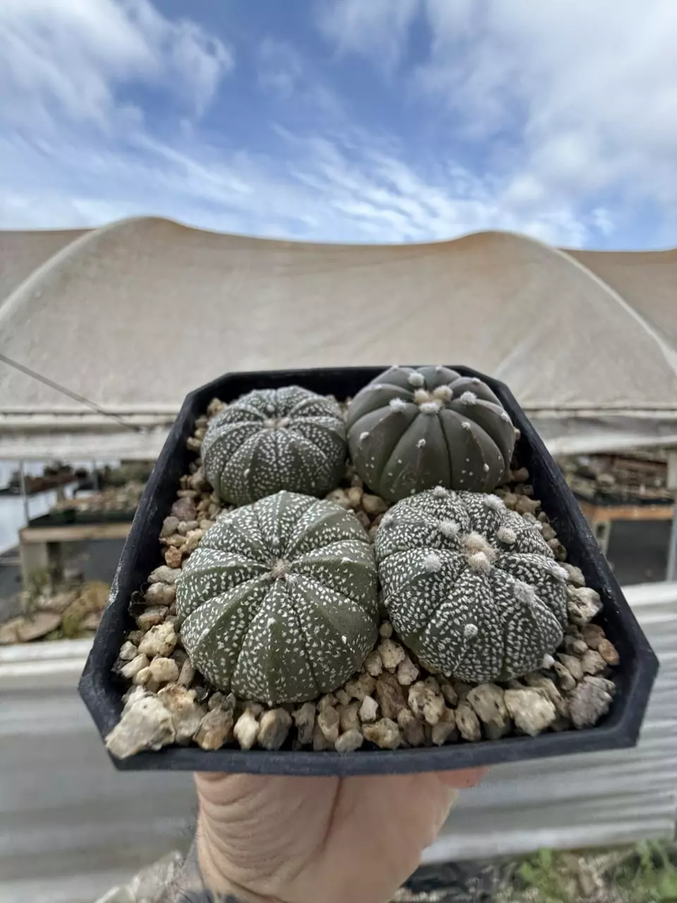 plant/asterias hybrid 4 pack-0