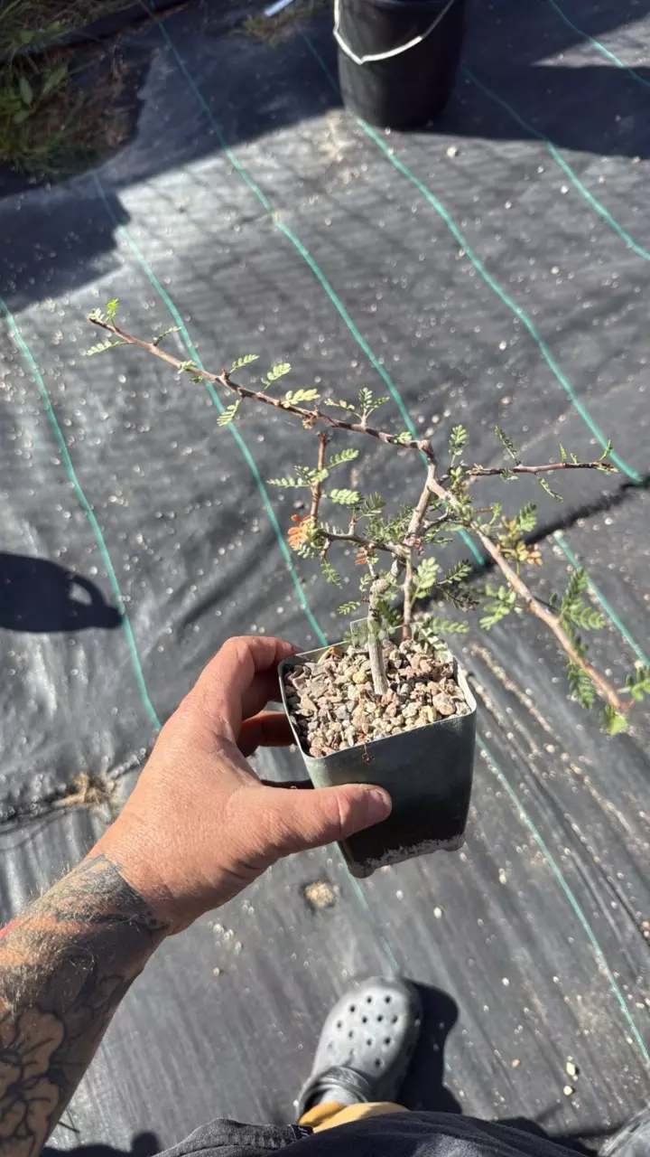 plant/Bursera mircophylla-0