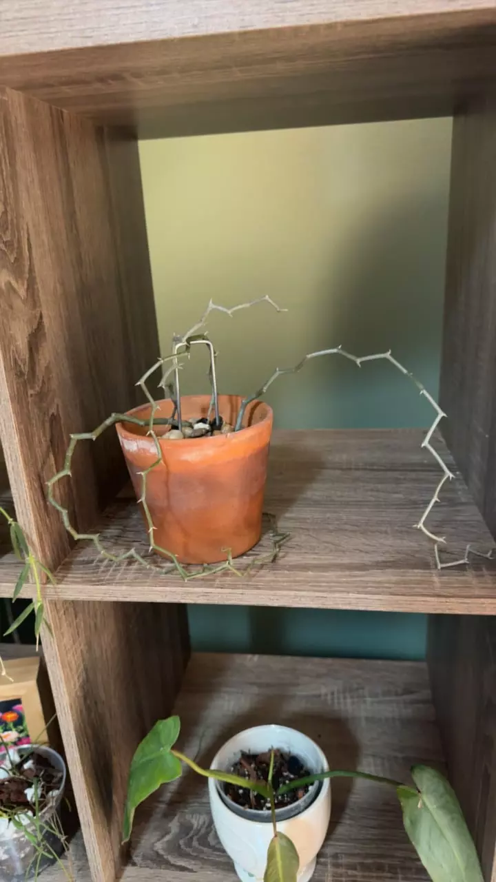 plant/decarya madagascariensis-0