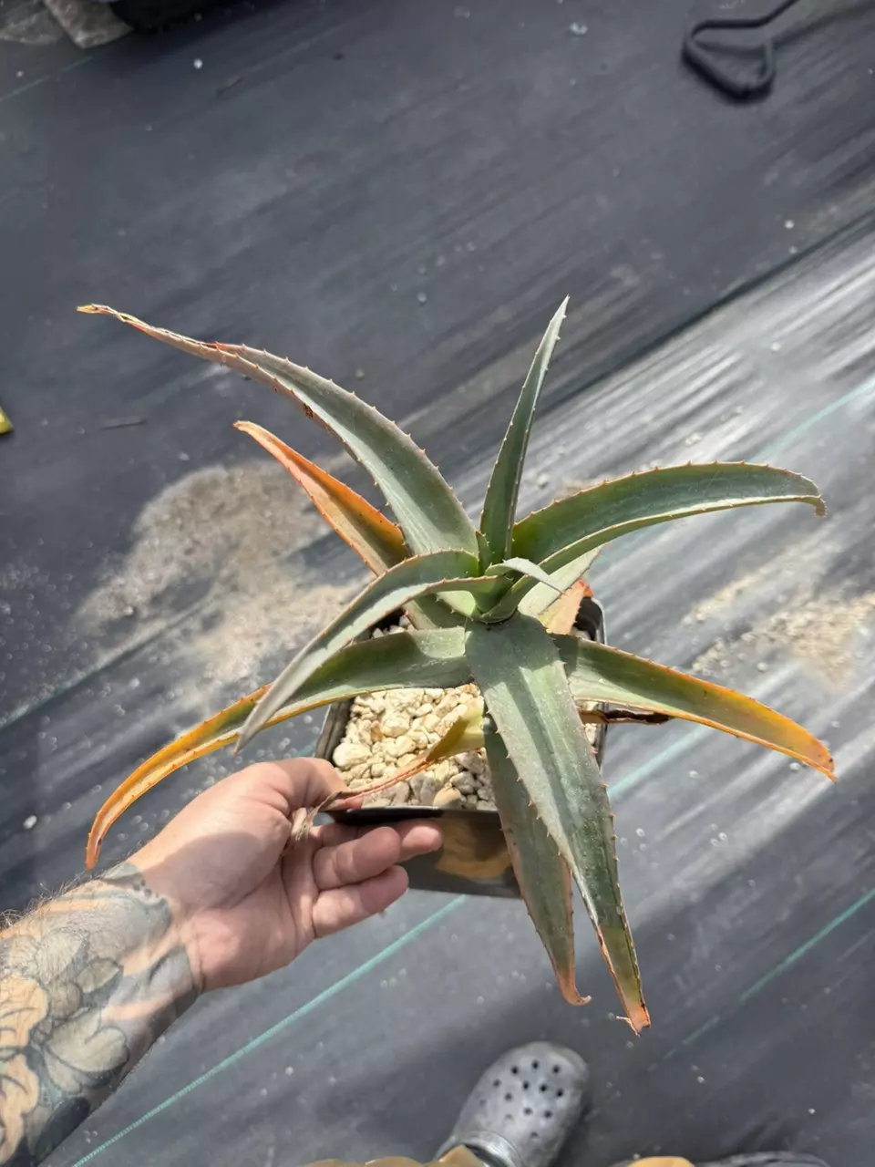 plant/Aloe thraskii-0