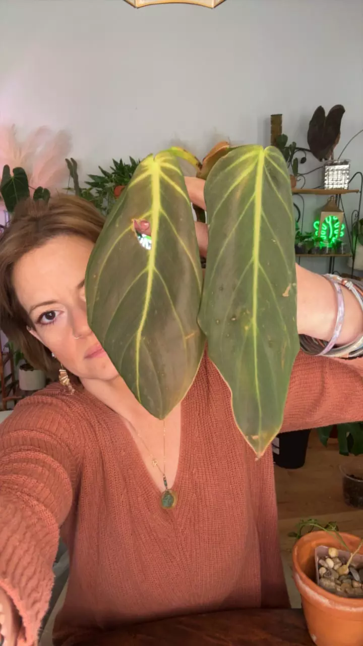 plant/two leaf Philo gigas rotted cutting-0