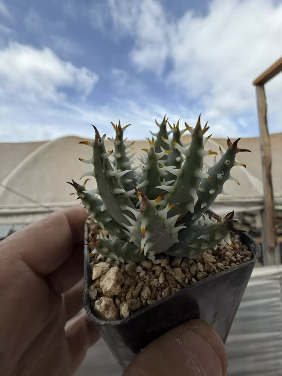 plant/aloe erinacae-0