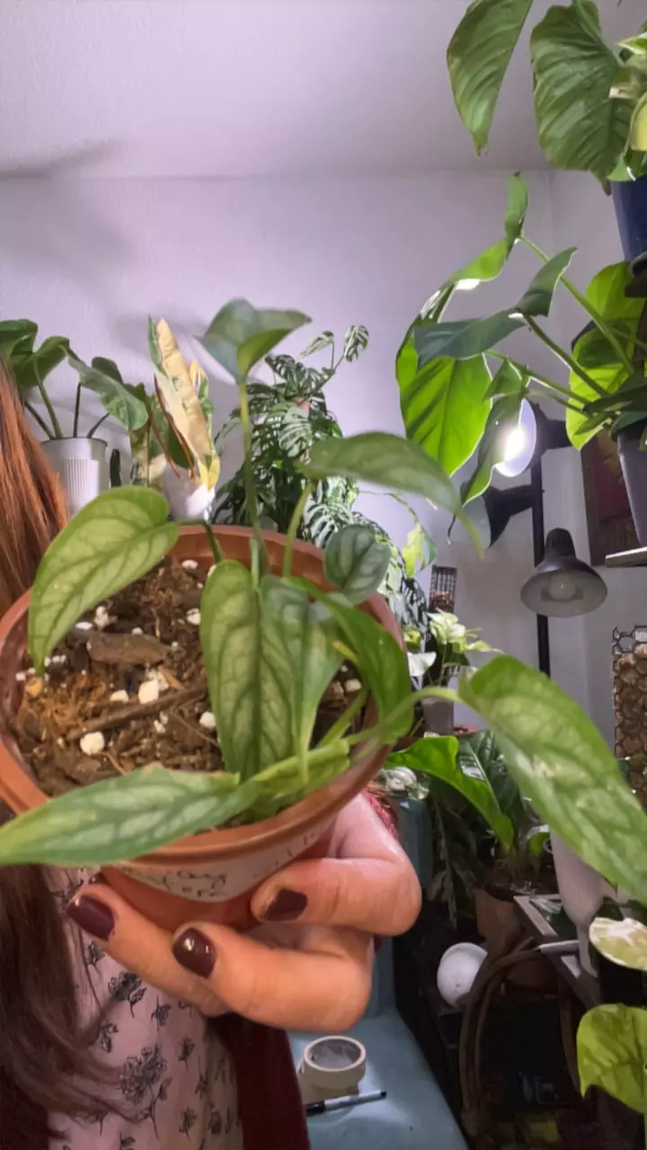 plant/monstera siltepicana-0