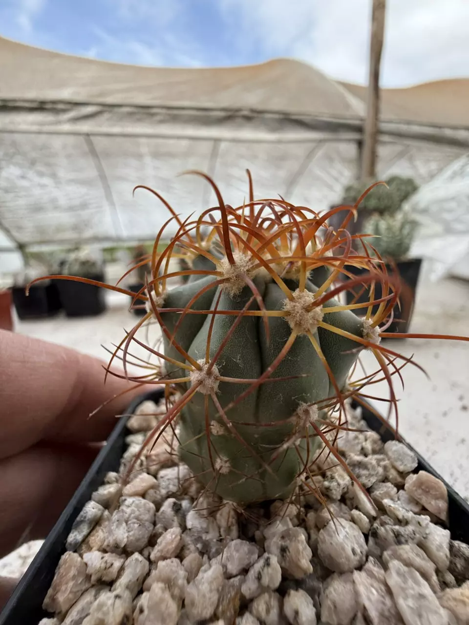 plant/Ferocactus digest (isla catalana)-0