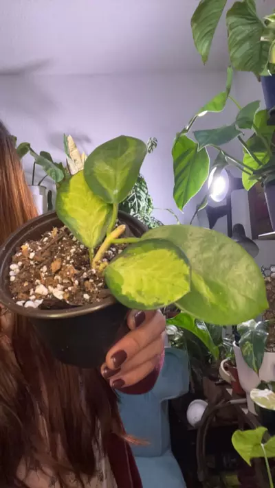 plant/hoya lisa-0-thumbnail