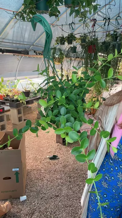 plant/6 inch Cummingiana Hoya-0-thumbnail