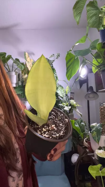 plant/moonshine-0-thumbnail