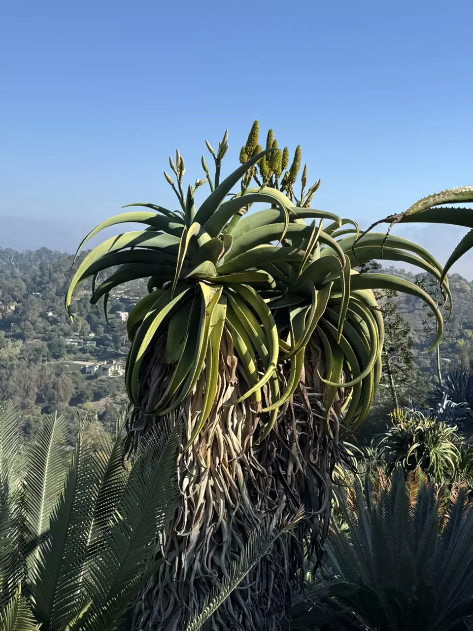 plant/Aloe thraskii-1