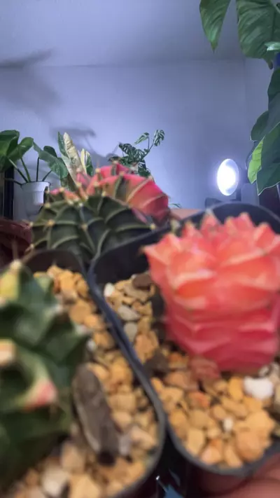 plant/variegated cactus-0-thumbnail