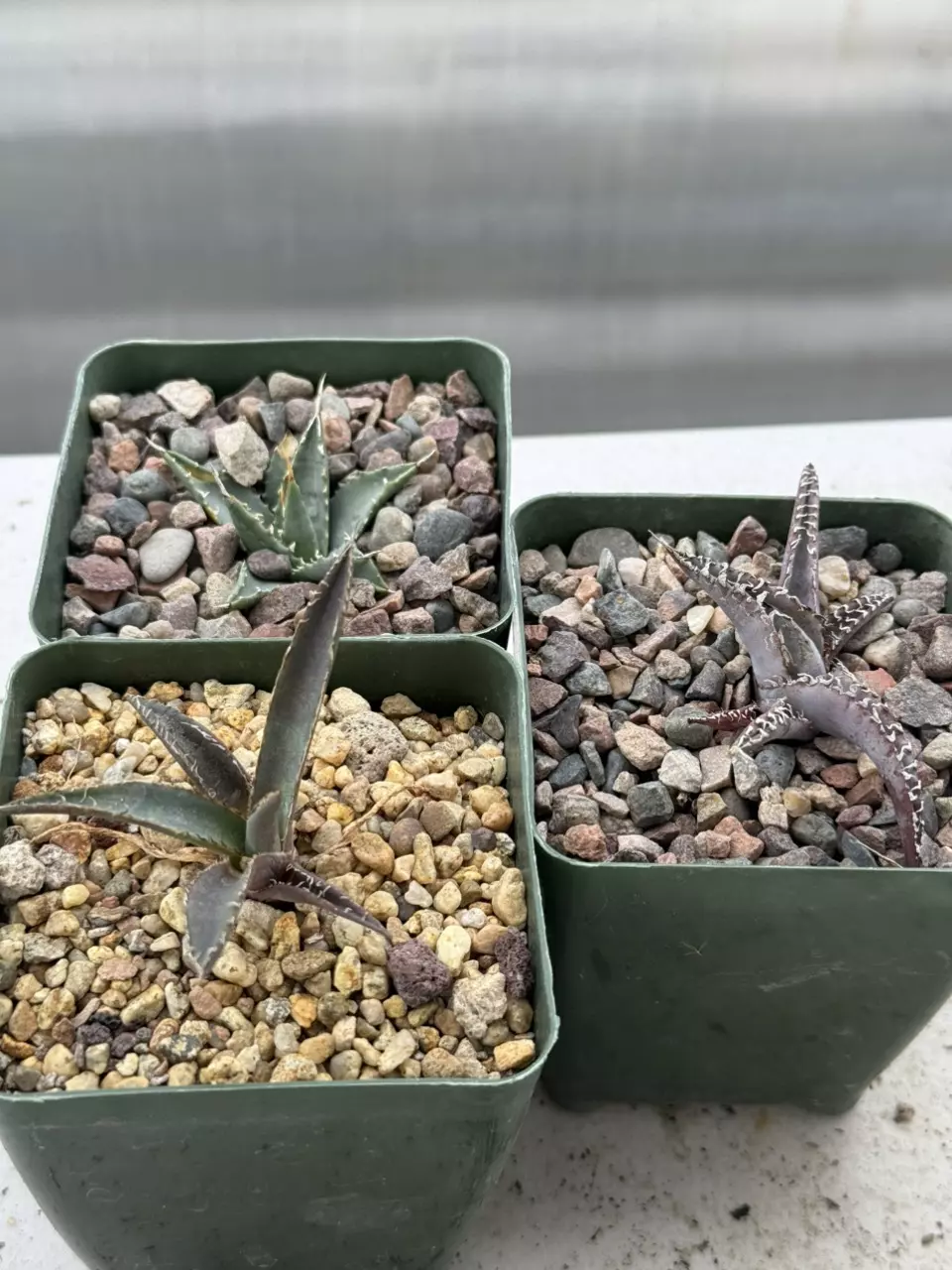 plant/Agave starter kit.-0