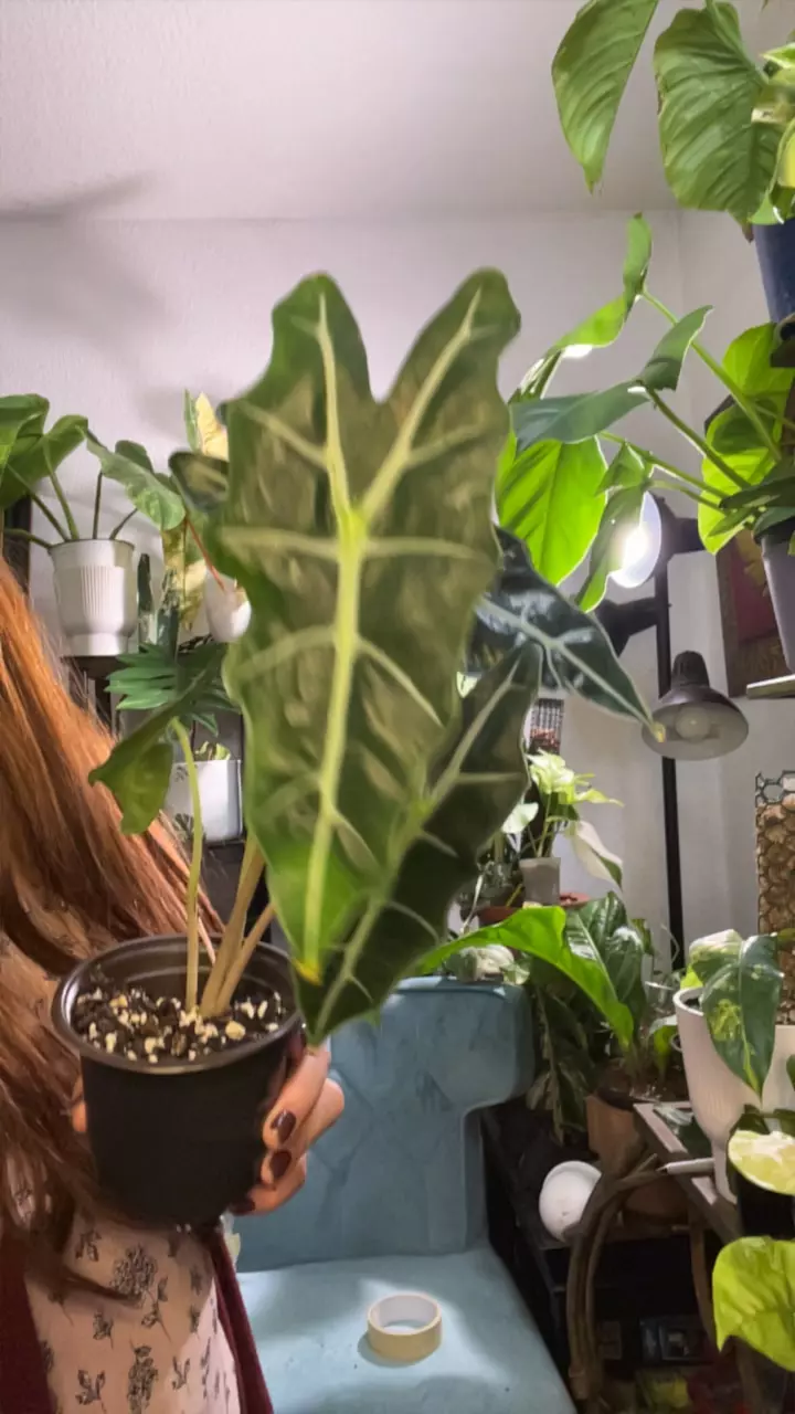 plant/alocasia poly-0