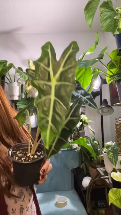 plant/alocasia poly-0-thumbnail