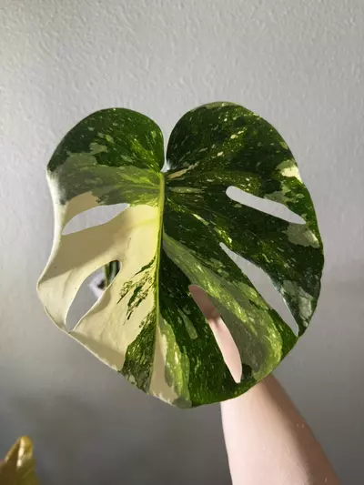 plant/Thai Constellation-0-thumbnail