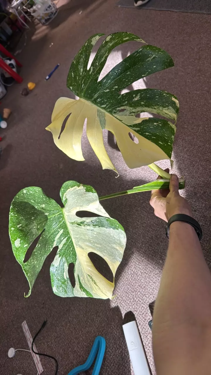 plant/Thai Constellation Cutting-0