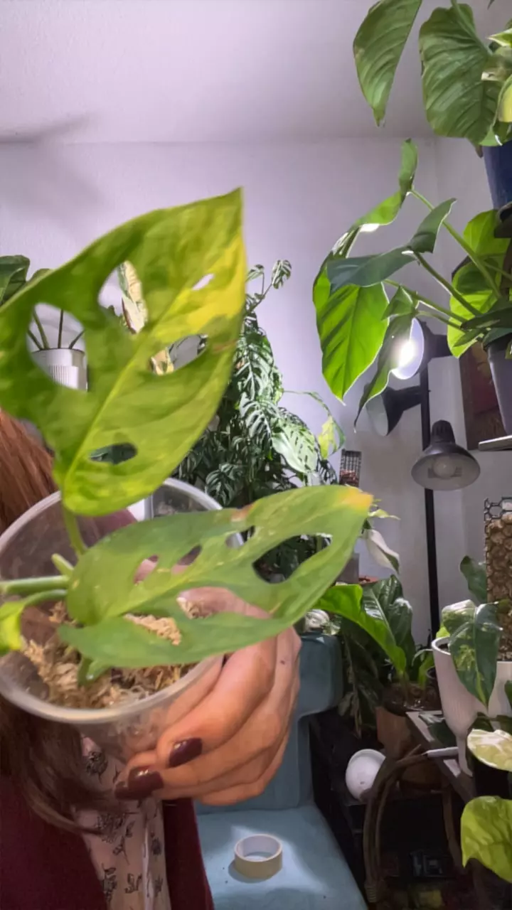 plant/monstera adansonii aurea-0