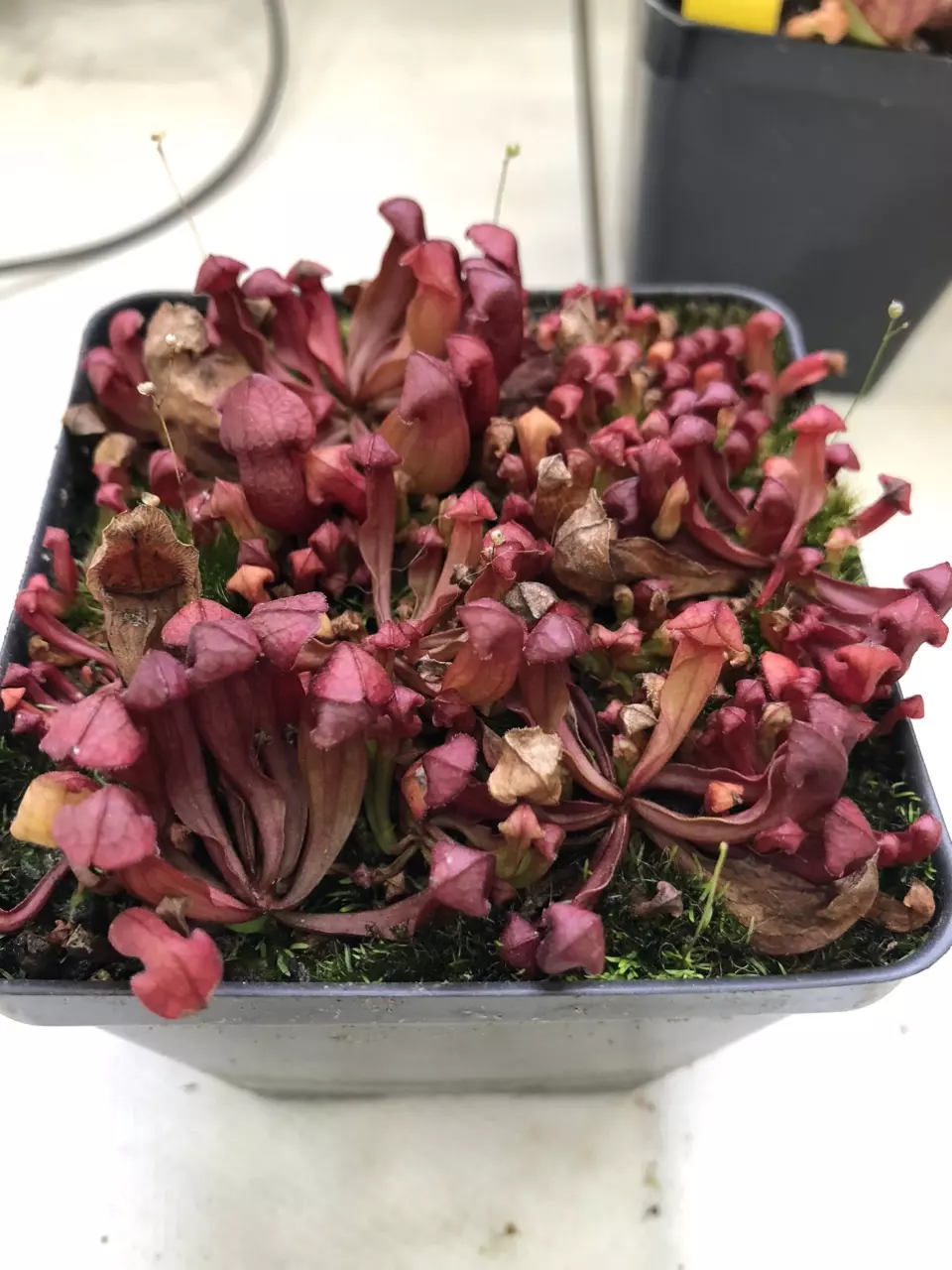 plant/S. purpurea seedlings - random - Small-0