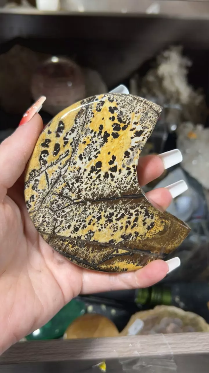 plant/Picture Jasper Moon-0