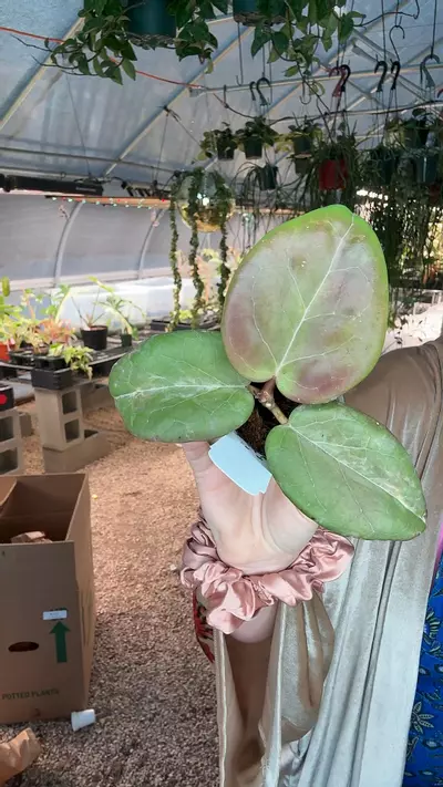 plant/pL8381: Hoya Candy Mid Cut New growth-0-thumbnail