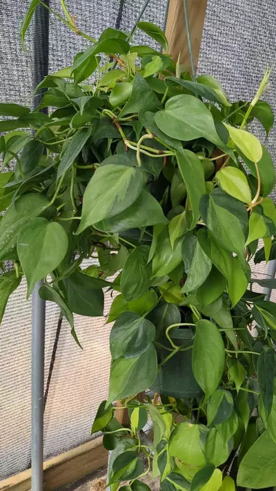 plant/Philodendron Brasil J7-0-thumbnail