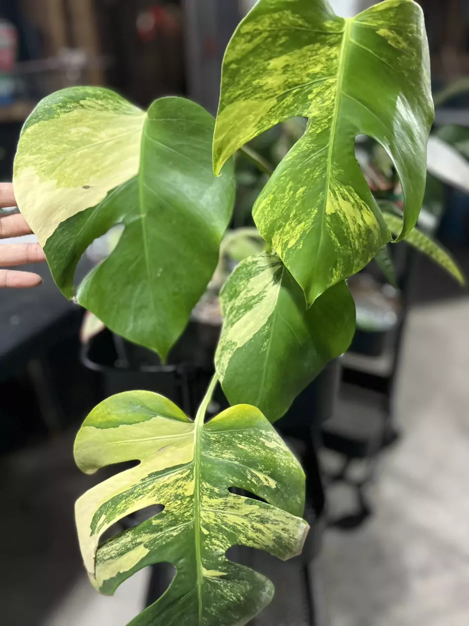 plant/monstera Aurea-0