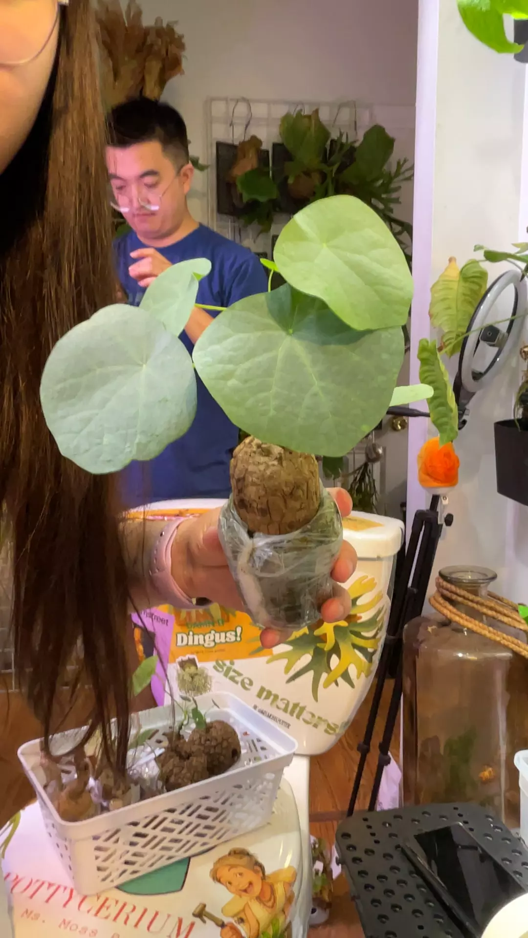 plant/Stephania Suberosa-0