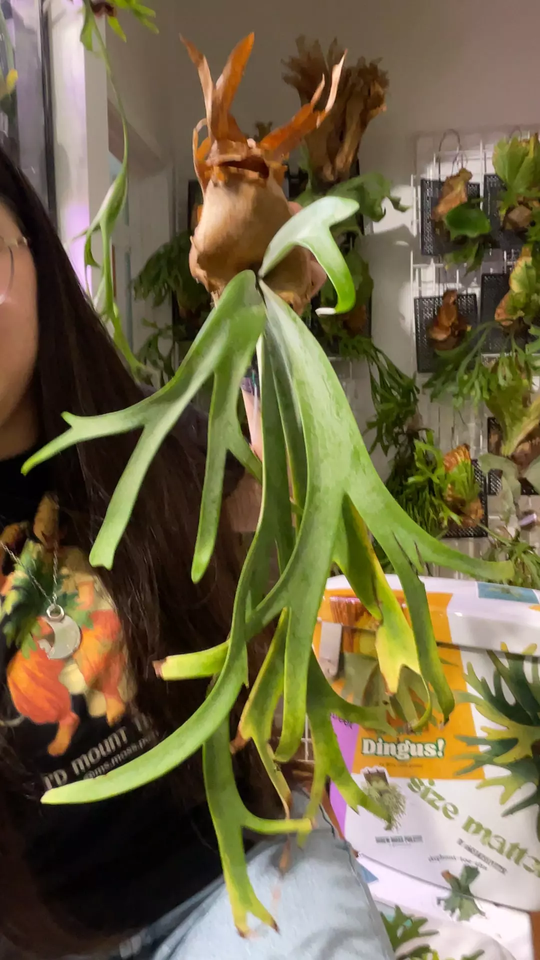 plant/Platycerium Willinckii medium-0