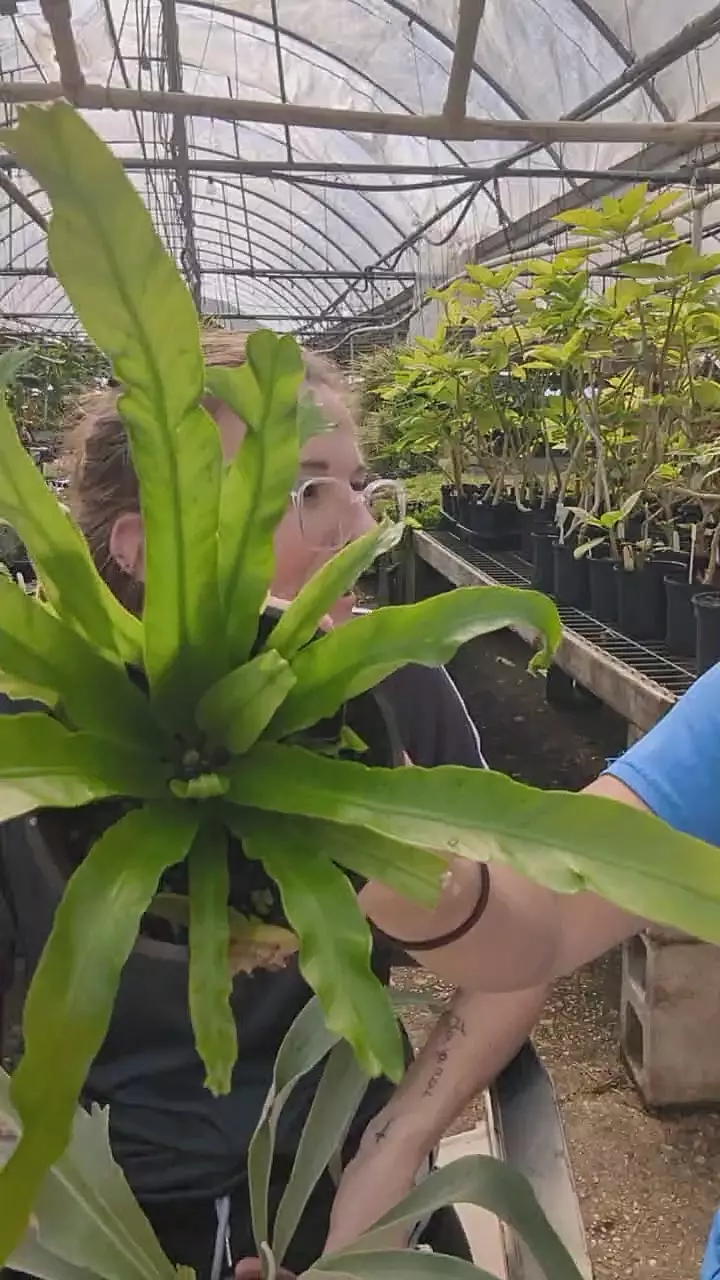 plant/crissie birds nest fern 4”-0