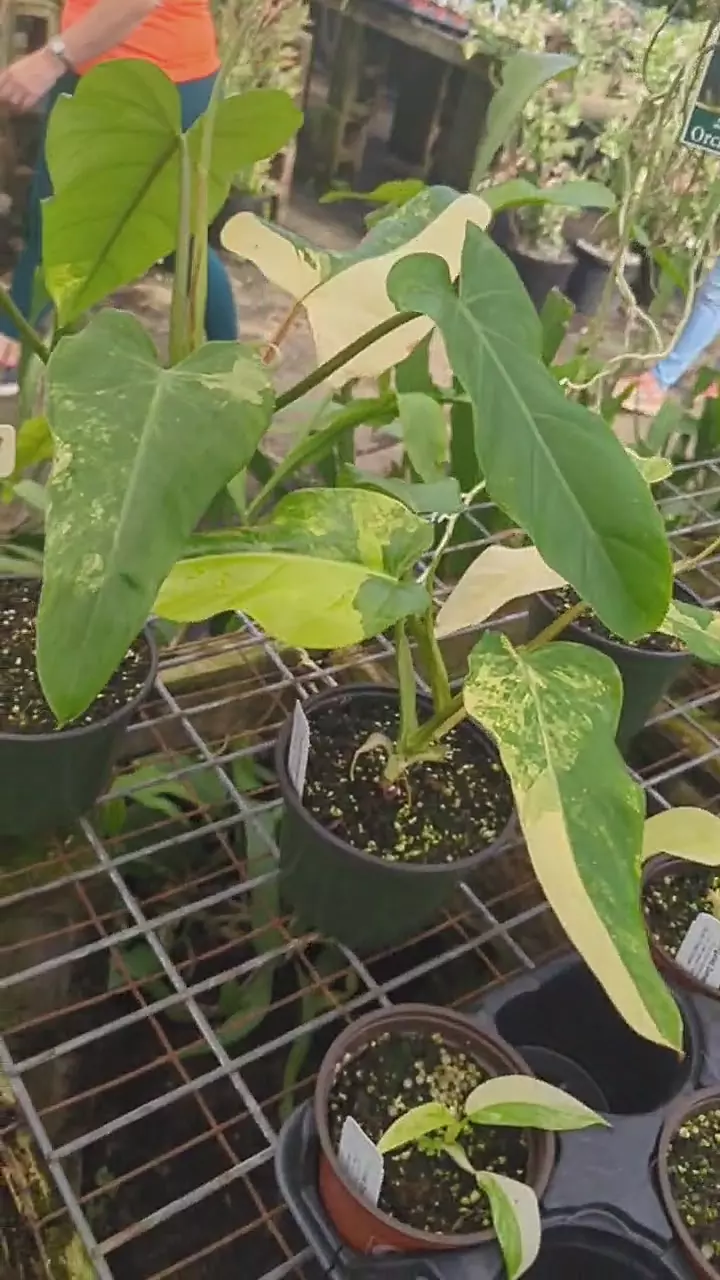 plant/variegated domesticum 6”-0