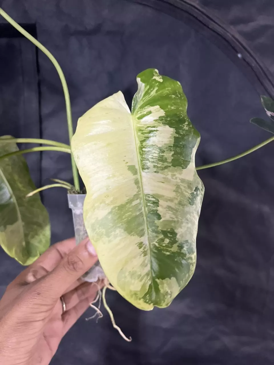 plant/white snow burle Marx variegated fully rooted-0