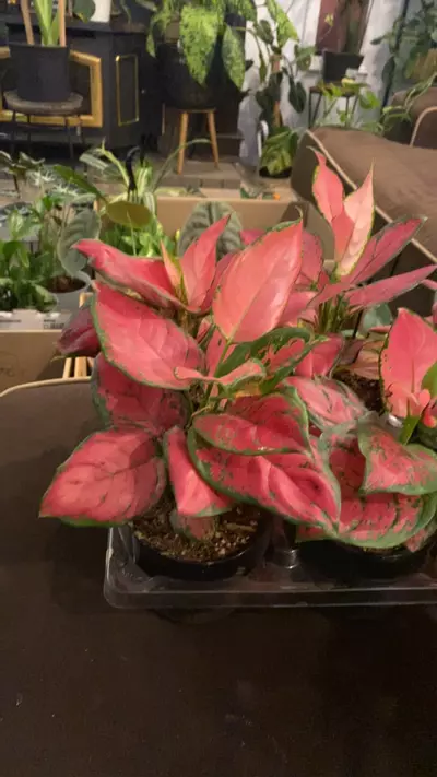 plant/Aglaonema Red-0-thumbnail