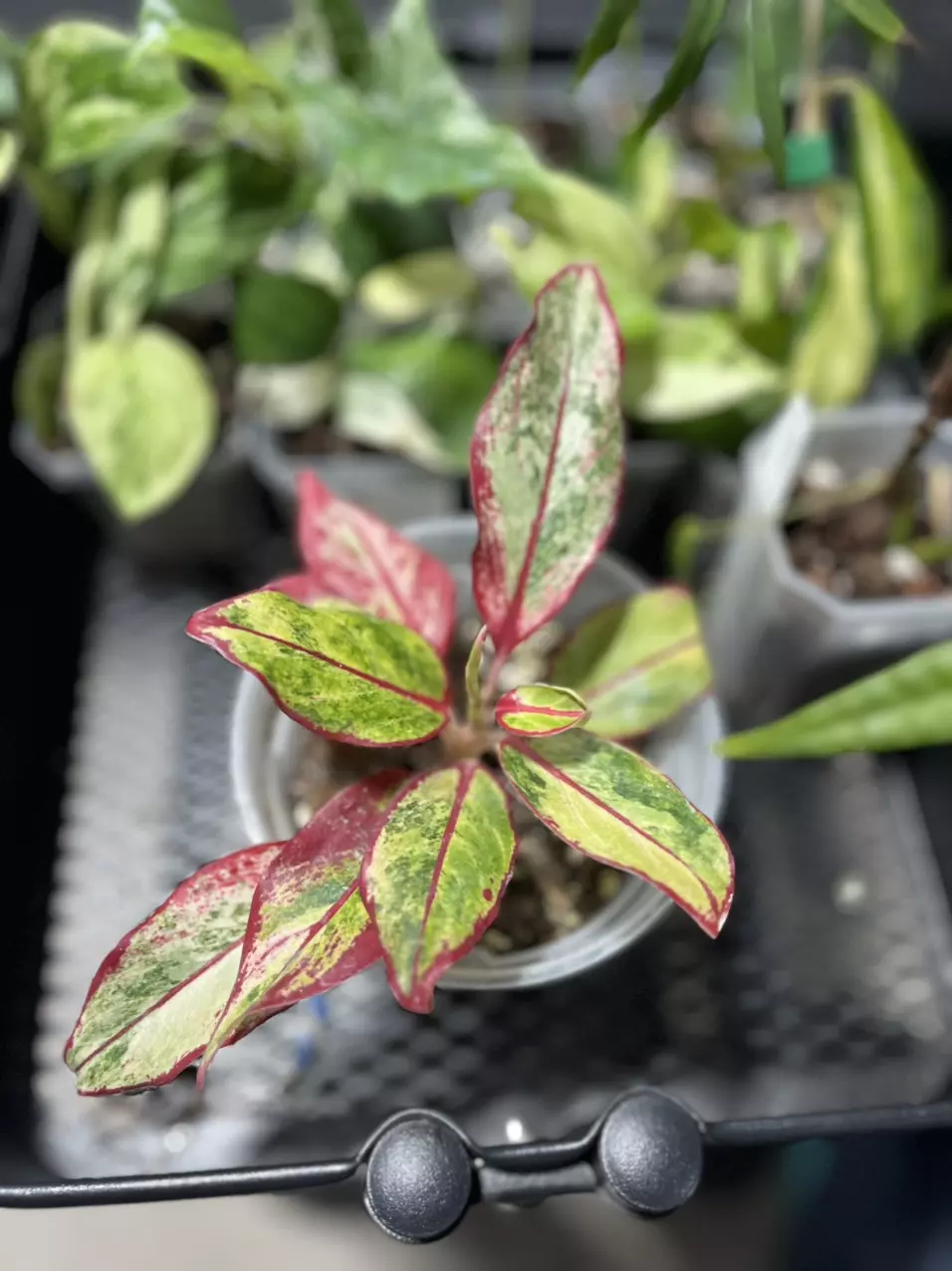 plant/aglaonema siam aurora variegated-0