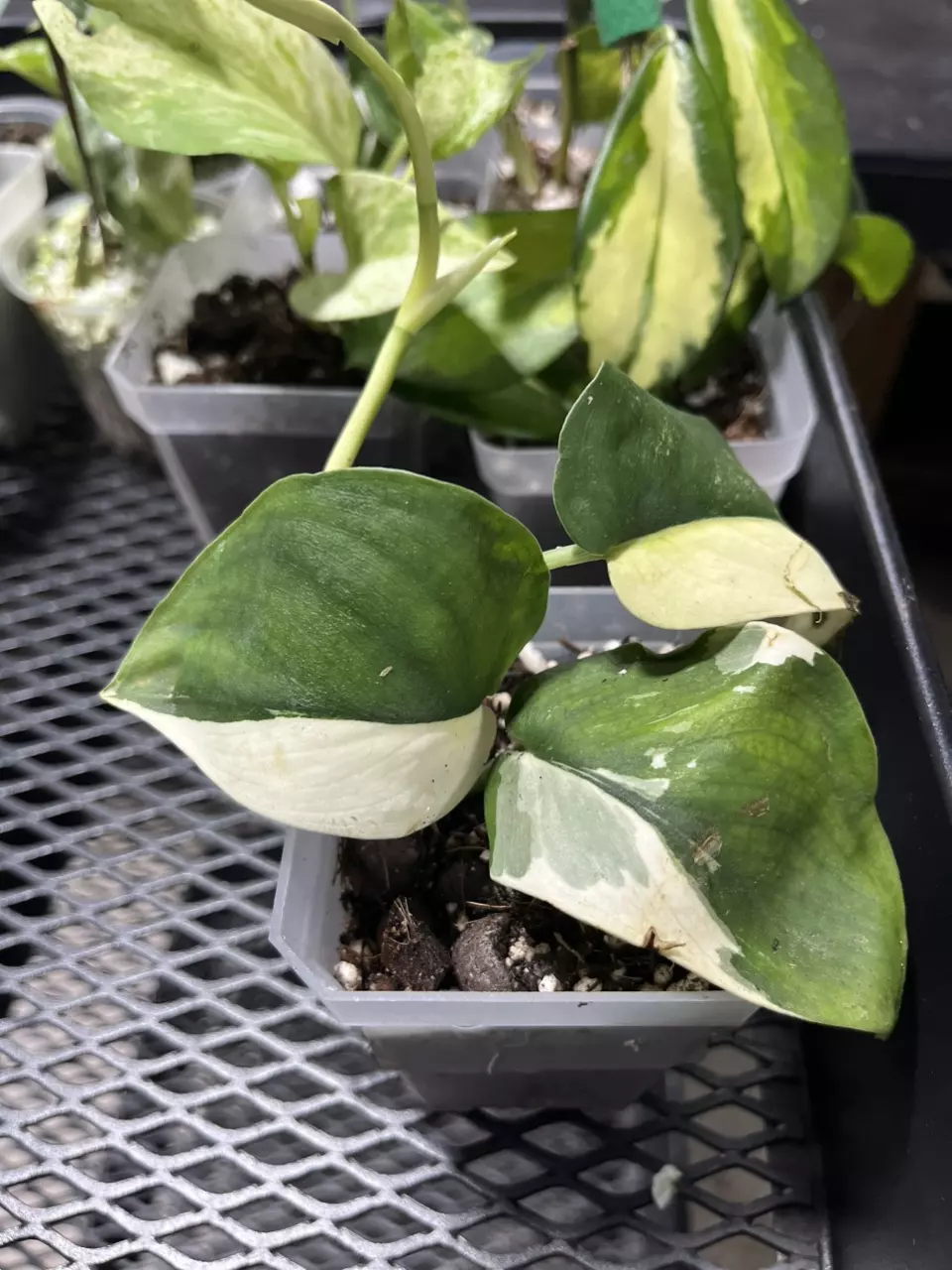 plant/scindapsus Jade satin albo-0