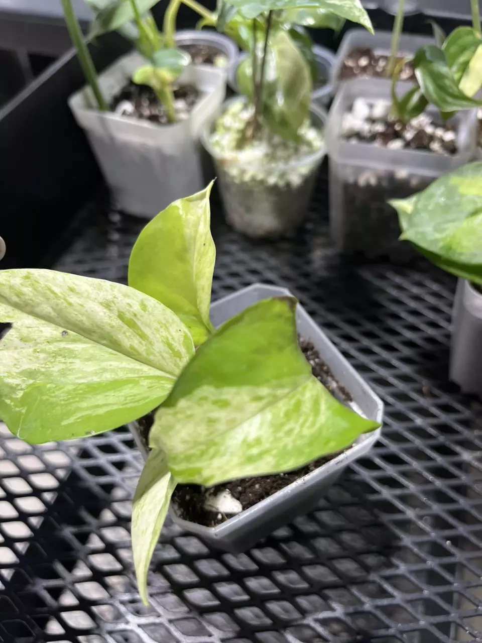 plant/variegated neon pothos-0