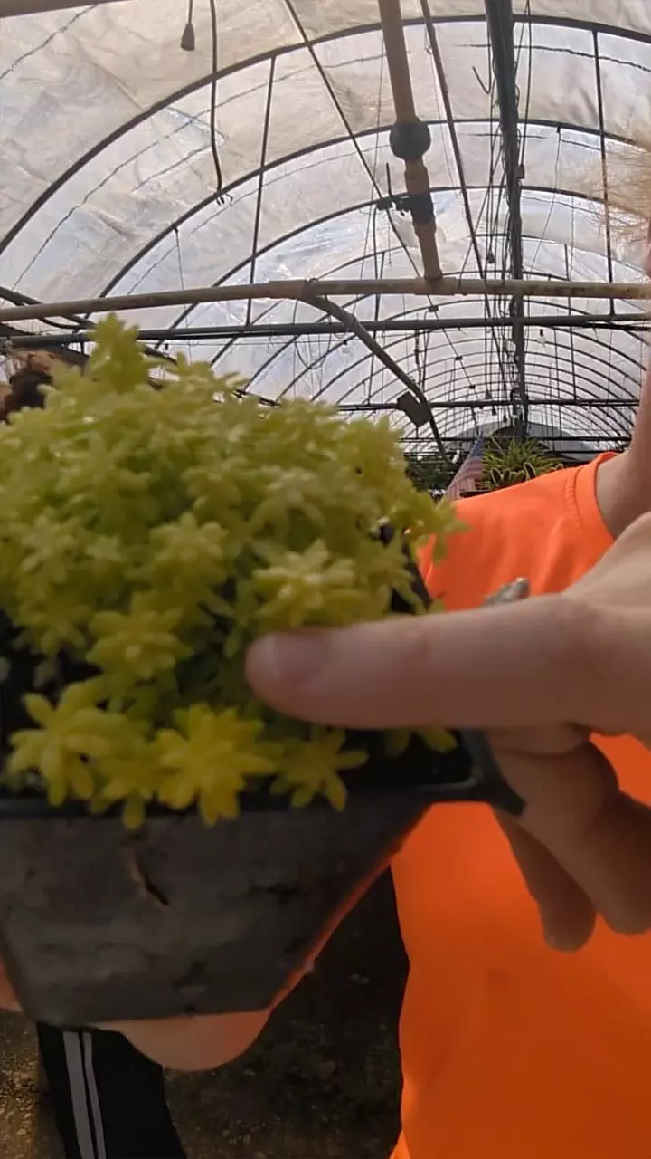 plant/fine leaf sedum4”-0