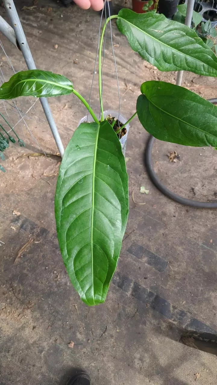 plant/Anthurium pendulofolium S98-0