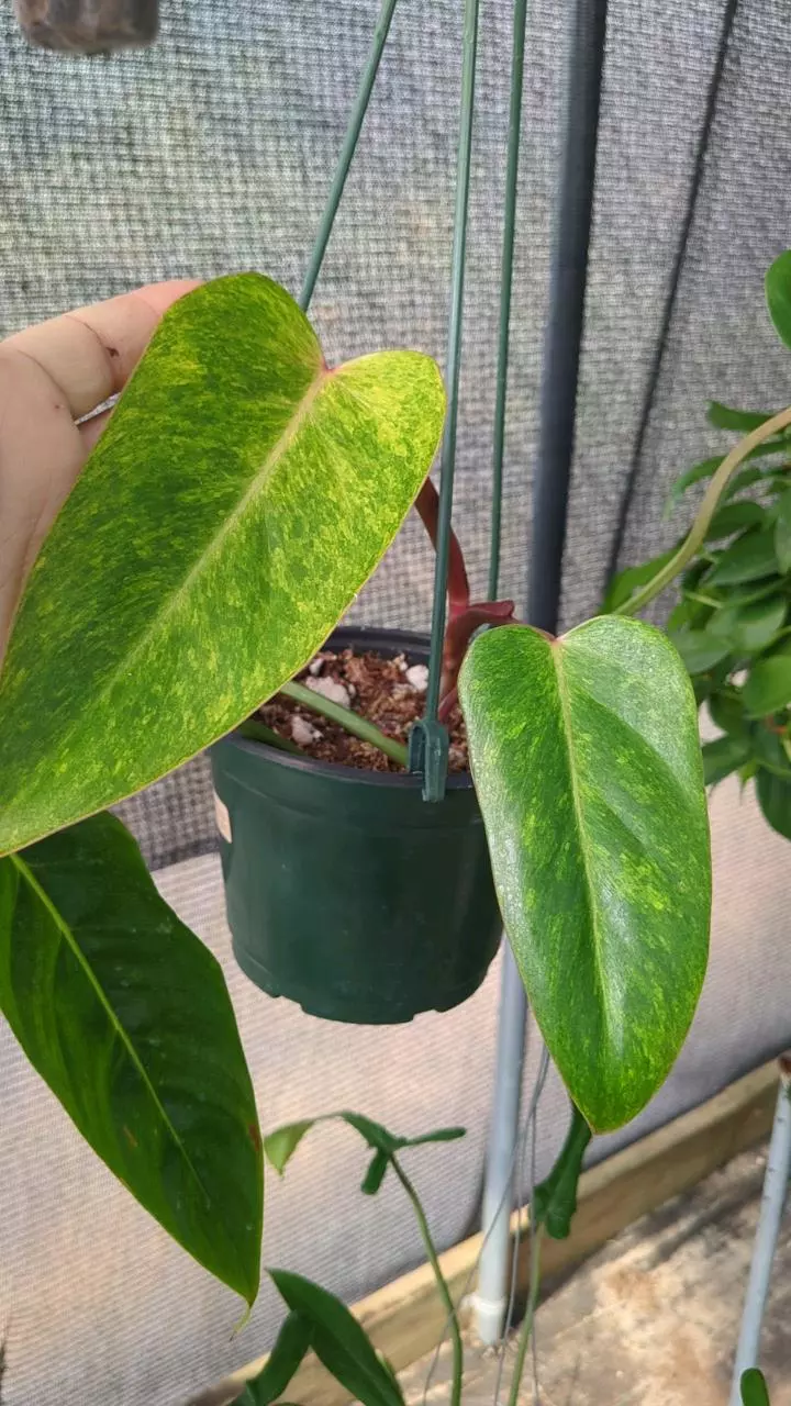 plant/Philodendron Painted lady E14-0