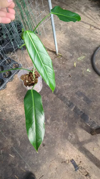 plant/Philodendron lehmannii W24-0-thumbnail