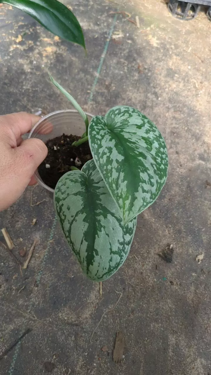 plant/scindapsus pictus H3-0