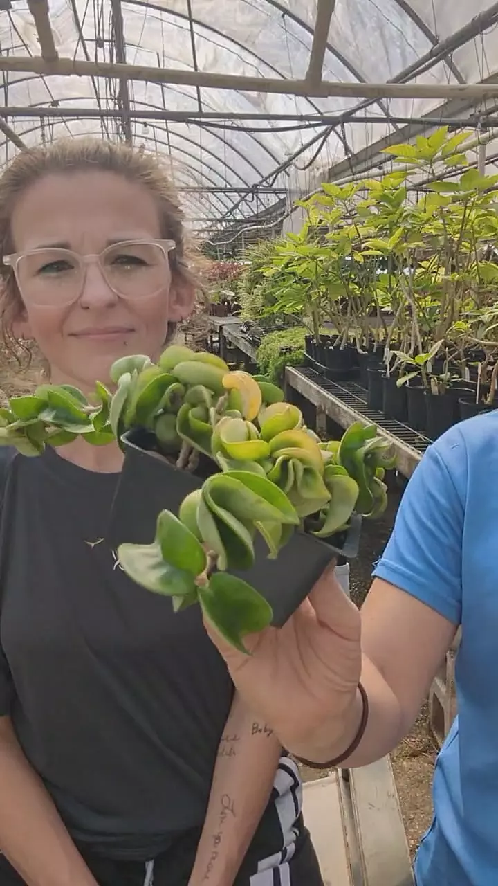 plant/Hindu rope cell-0