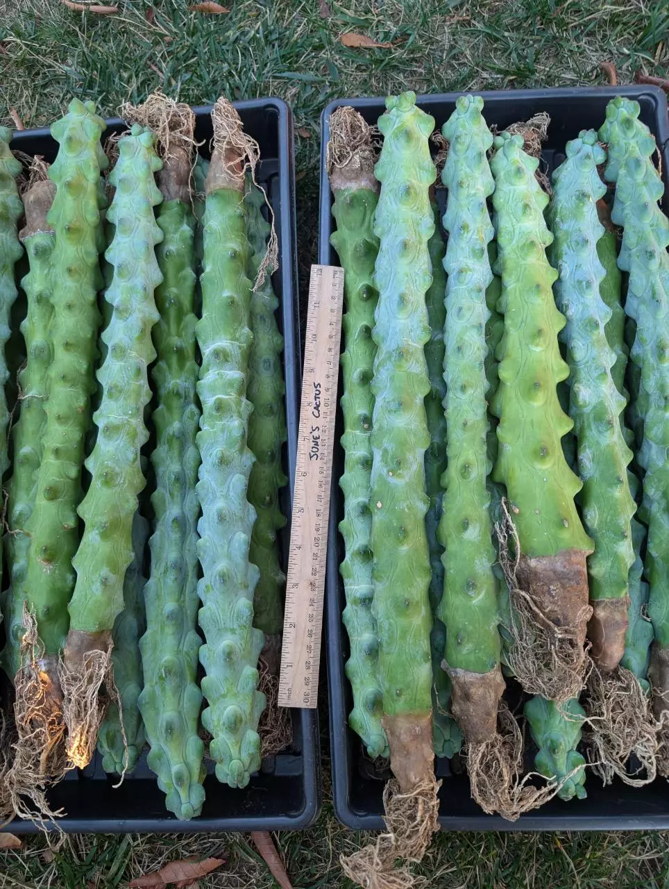 plant/B22 19" Boobie cactus, rooted-0