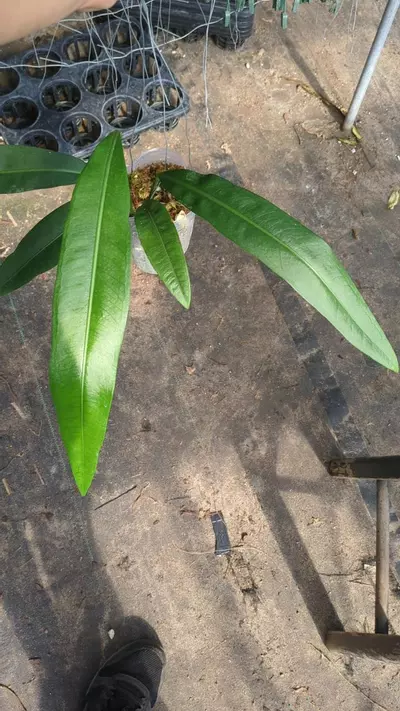 plant/Anthurium coriaceum velvet T5-0-thumbnail