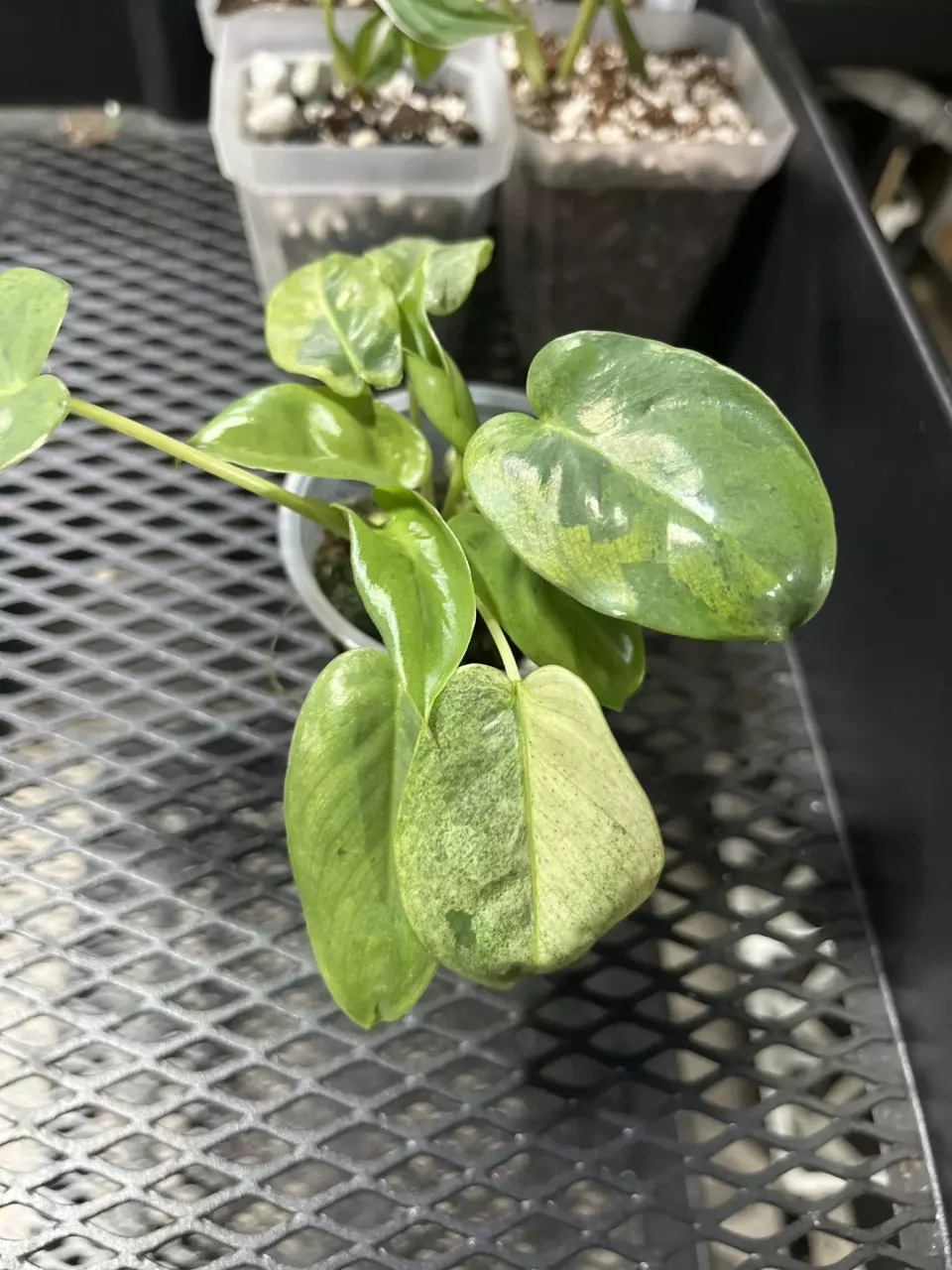 plant/burle Marx indo mint-0