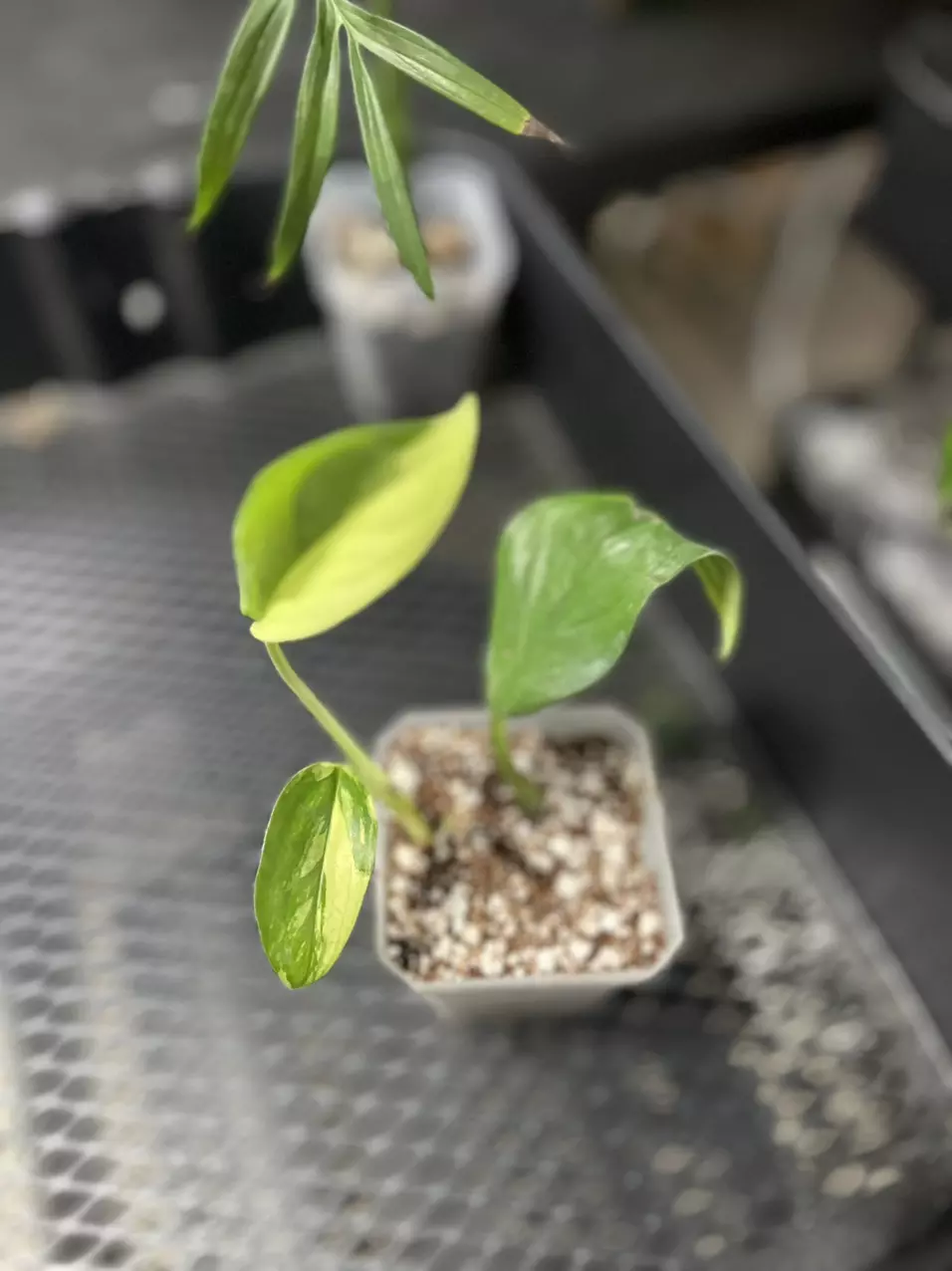 plant/monstera acacoyaguensis albo-0