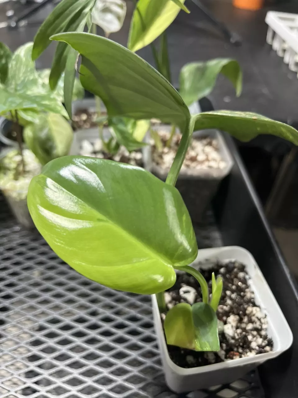 plant/philodendron Bipennifolium variegated-0