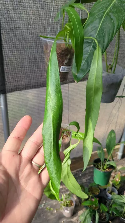 plant/Anthurium gladifolium U6-0-thumbnail