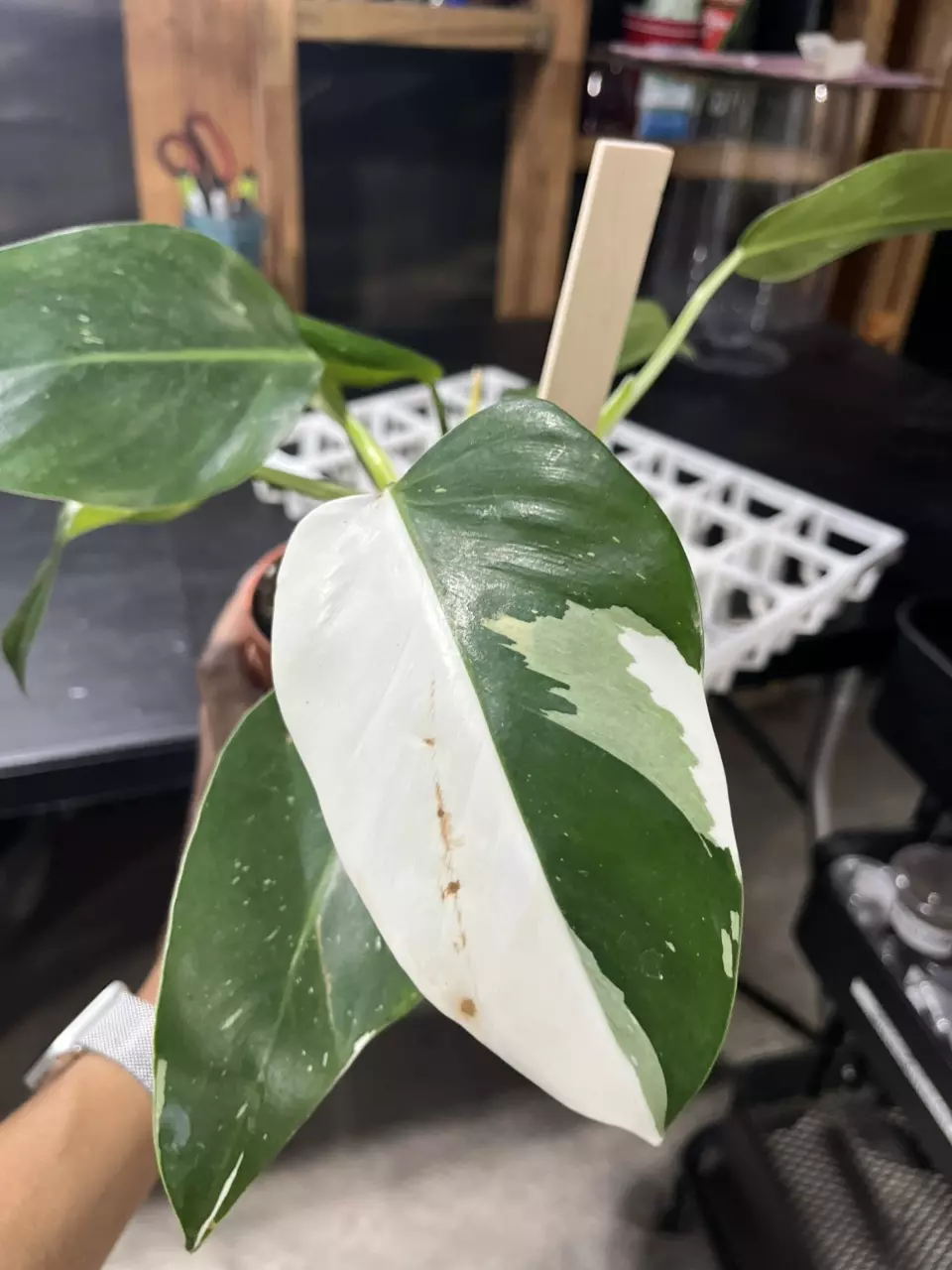 plant/philodendron white wizard-0