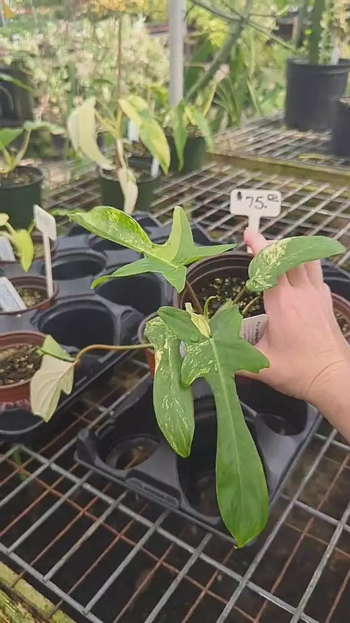 plant/Florida beauty4”-0